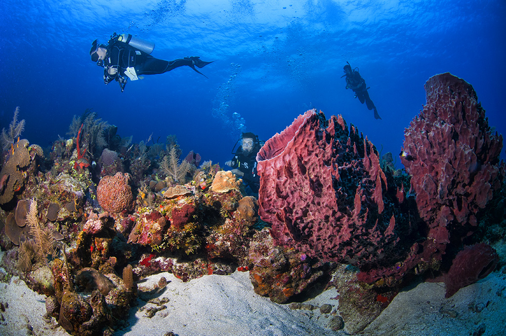 Naboo Resort Diving 