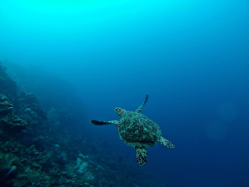 sea turtle in water