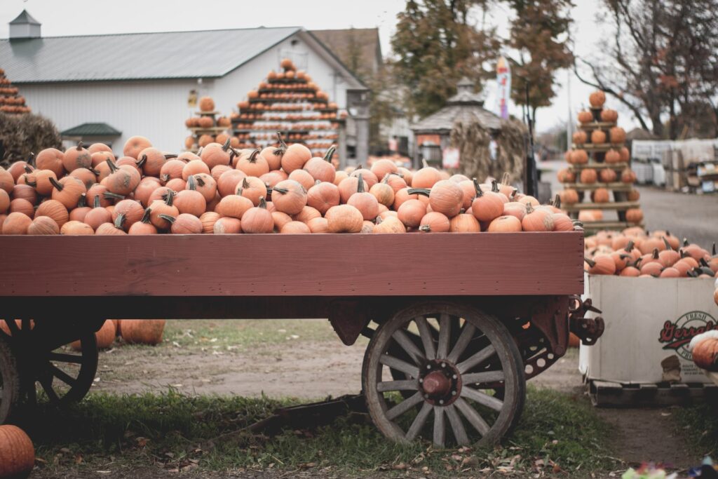 pumpkins in a trailer, pumpkin patch in Clintonville, Columbus Ohio pumpkin patch 