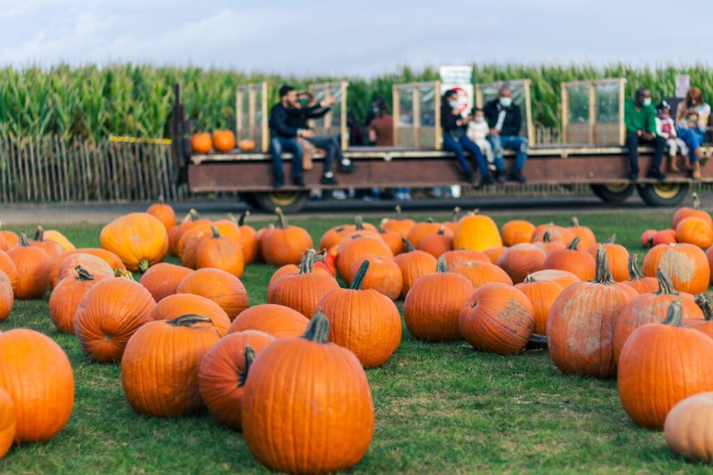 orange pumpkins on green grass field during daytime, columbus pumpkin patch