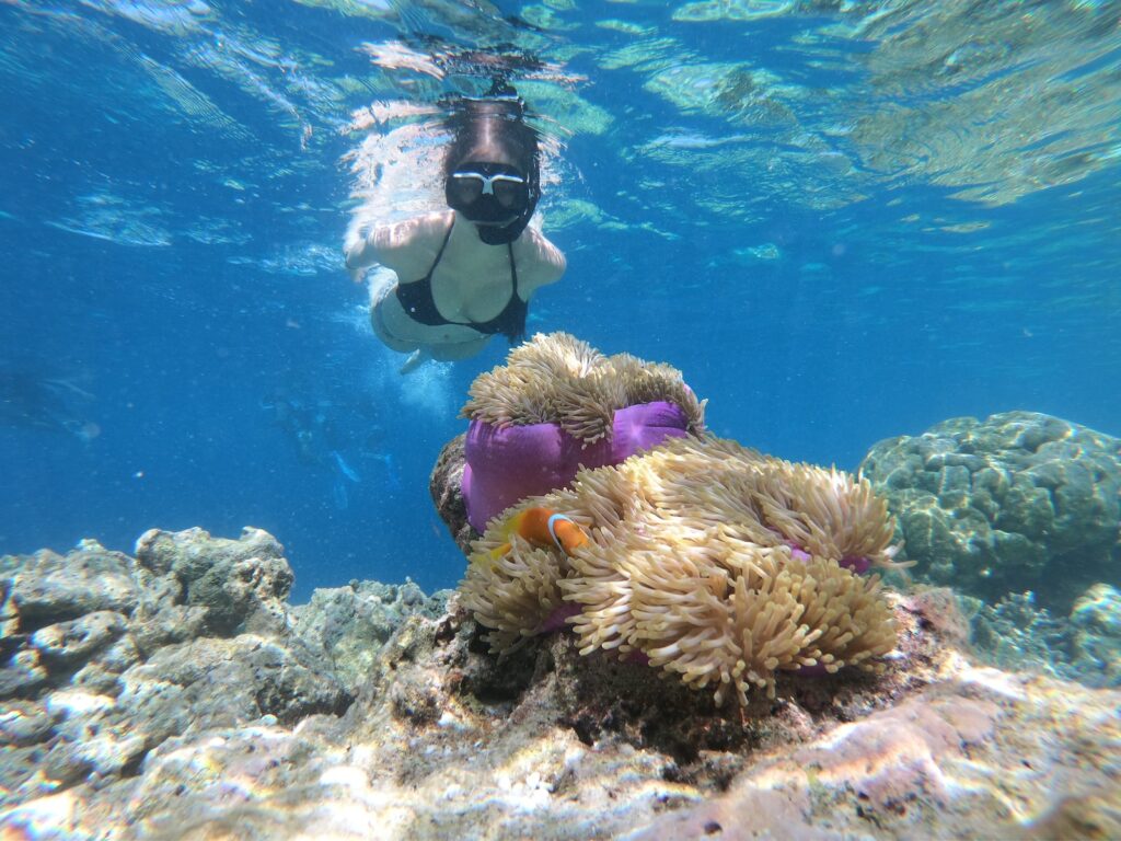 snorkeling roatan