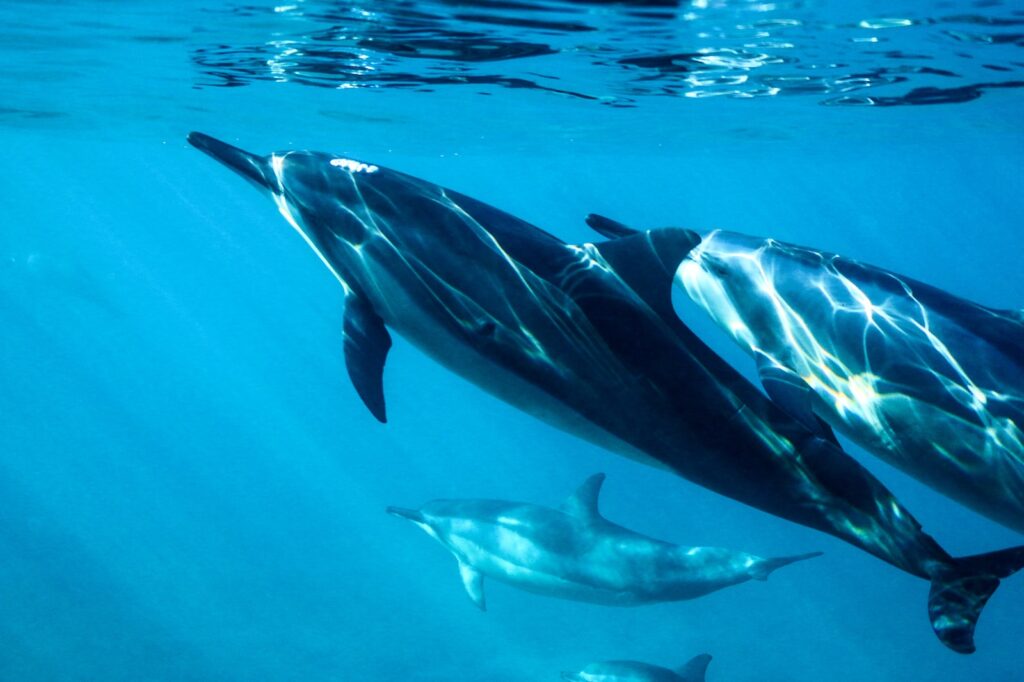 black and white dolphin in water roatan